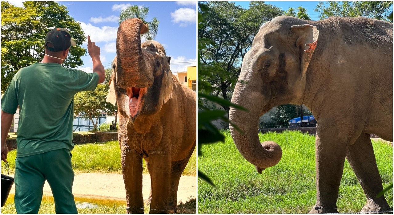 De banhos de lama a afeto à distância com fêmeas: veja como está o elefante Sandro um mês após ...