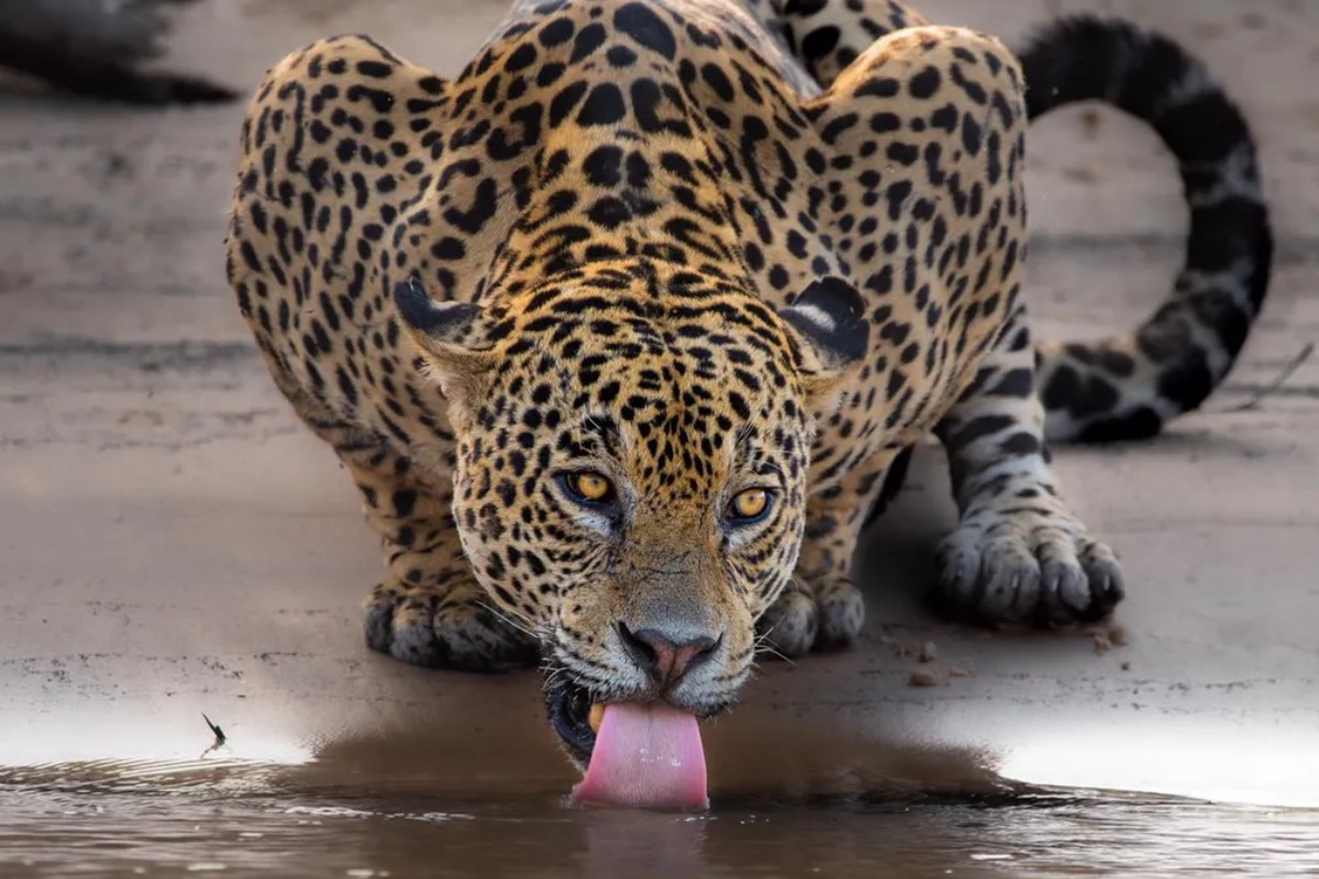 Leonardo DiCaprio resgata foto icônica de onça-pintada bebendo água no Pantanal e faz alerta so...